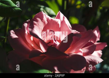 Eine Makroaufnahme einer rosa Rose im Garten Stockfoto