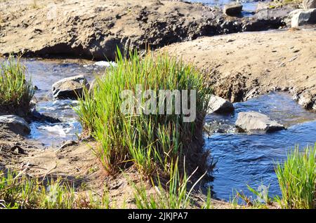 Sandiger Boden auf dem Gras wächst in einer wunderschönen Naturlandschaft. Entspannung mit idyllischer Aussicht, ein schöner Ort zu einem Wildwasser-Bach mit sma Stockfoto