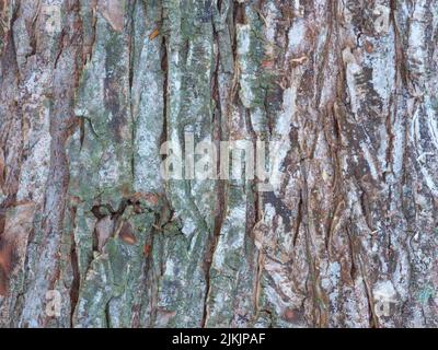 Nahaufnahme der Rinde eines alten Baumes Stockfoto