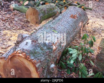 Ein ausgefällter alter Baum ohne Äste in einem Wald Stockfoto