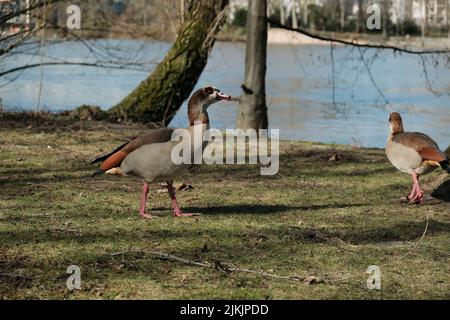 Ein Paar ägyptischer Gänse am Ufer eines Teiches Stockfoto