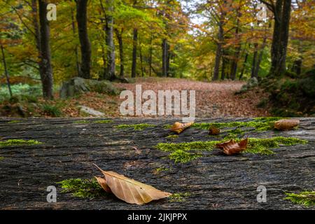 Blätter auf einem Tisch im Wald in der Nähe von Oropa Heiligtum, Piemont, Biella, Italien Stockfoto