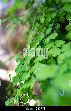 Eine Nahaufnahme von Maidenhair-Farnblättern Stockfoto