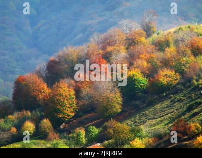 Eine schöne Aufnahme von Herbstbäumen, die tagsüber auf einem Hügel wachsen. Stockfoto