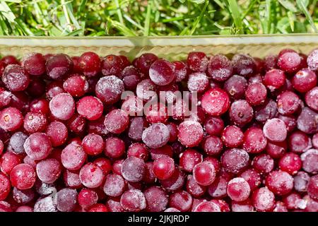Abstrakter Hintergrund von gefrorenen Preiselbeeren und grünem Gras in Nahaufnahme. Stockfoto