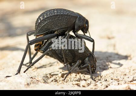 Schwarze Käfer paaren sich in der Wüste Stockfoto