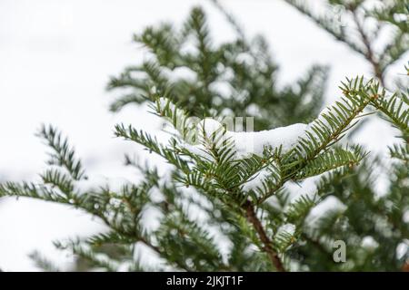 Eine Nahaufnahme von grünen Tannenzweigen, die in einem Wald mit Schnee bedeckt sind Stockfoto