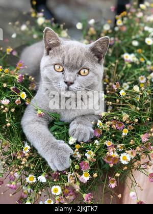 Eine vertikale Aufnahme einer britischen Kurzhaarkatze, die auf den kleinen Blumen im Freien liegt und die Kamera anschaut Stockfoto