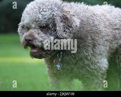 Eine Nahaufnahme eines braunen pelzigen Lagotto Romagnolo Hundes, der wütend mit offenem Mund auf dem Gras steht Stockfoto