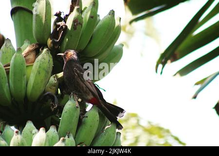 Eine wunderschöne Aufnahme eines rot belüfteten Bulbul, der auf einem Bananenbaum thront und an einem sonnigen Tag eine grüne Banane isst Stockfoto