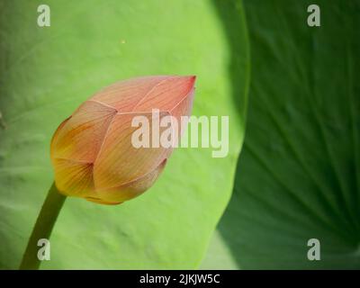 Eine Nahaufnahme einer rosa Lotusblütenknospe gegen grüne Blattschoten Stockfoto