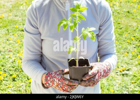 Ein Gärtner, der einen Topf mit Tomate (solanum lycopersicum) vor grünem Gras hält. Stockfoto