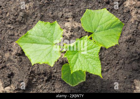 Kleine Gurke (Cucumis sativus), die im Sommer im Garten sappt. Stockfoto