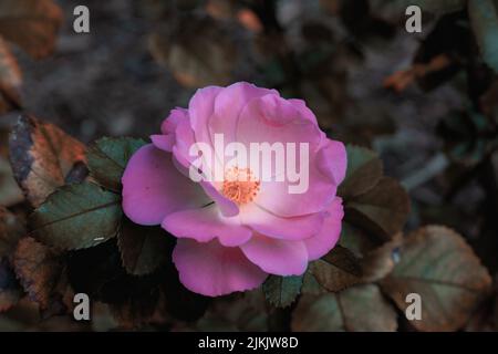 Die Nahaufnahme einer einzelnen rosaroten Strauchblume Stockfoto