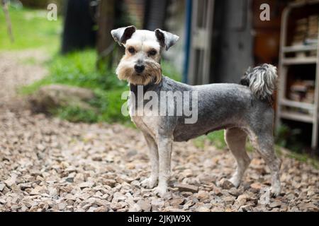 Nahaufnahme eines Miniatur-Schnauzers, der tagsüber auf den Kies auf dem heimischen Hof steht, mit verschwommenem Hintergrund Stockfoto