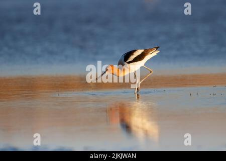 Eine Aufnahme mit flachem Fokus einer amerikanischen Avocet, die im flachen Wasser bei hellem Sonnenlicht nach Nahrung sucht, während das Meer im unscharfen Hintergrund liegt Stockfoto