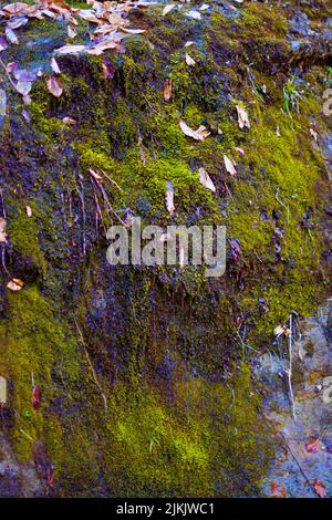 Eine vertikale Aufnahme eines moosbedeckten Baumstamms oder Felsens im Wald im Frühjahr Stockfoto