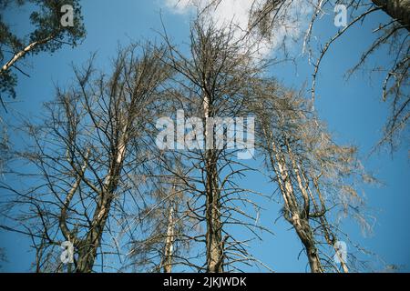 Eine Aufnahme eines schönen Baumes, der im Wald wächst Stockfoto