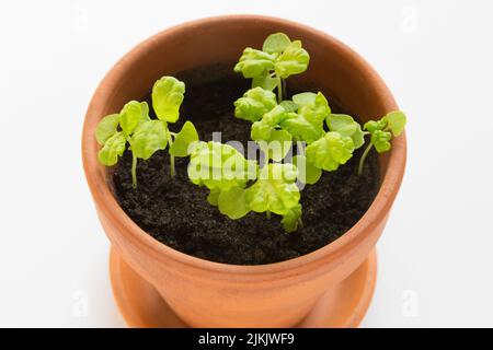 Eine Nahaufnahme von frischem jungen Basilikum (ocimum basilicum) sprießt in einem Terrakotta-Topf vor weißem Hintergrund. Stockfoto