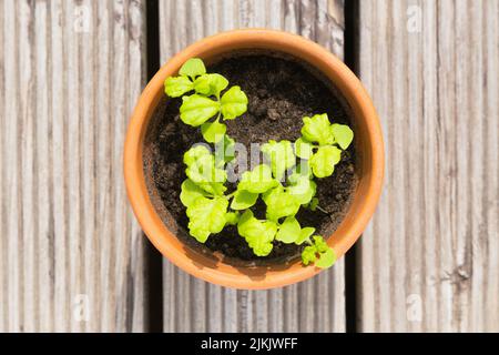 Frisches, junges Basilikum (ocimum basilicum) sprießt in einem Terrakotta-Topf vor einem hölzernen Hintergrund. Stockfoto