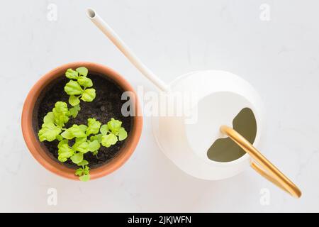 Frisches, junges Basilikum (ocimum basilicum) sprießt in einem Terrakotta-Topf und einer Gießkanne vor weißem Hintergrund. Stockfoto