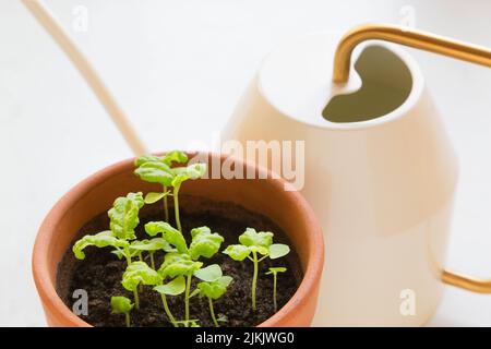 Frisches, junges Basilikum (ocimum basilicum) sprießt in einem Terrakotta-Topf und einer Gießkanne vor weißem Hintergrund. Stockfoto