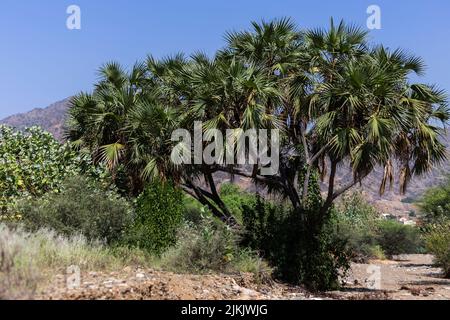 Die Hyphaene thebaica, gebräuchliche Namen doum Palm, Lebkuchenbaum. Stockfoto