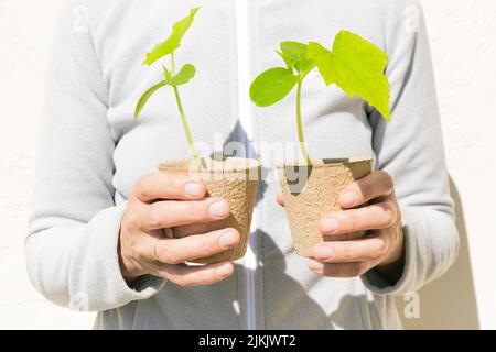 Ein Gärtner hält Torftöpfe mit kleinen Gurkenpflanzen vor einem hellen Hintergrund. Stockfoto