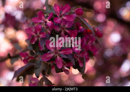 Ein Zweig eines rosa blühenden japanischen Krabbelbaums (Malus floribunda) im Frühjahr. Selektiver Fokus, unscharfer Hintergrund. Stockfoto