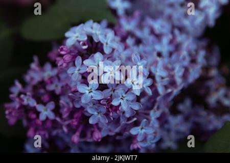 Ein Zweig von lila blühenden Fliedern (syringa vulgaris) im Frühjahr. Selektiver Fokus. Stockfoto