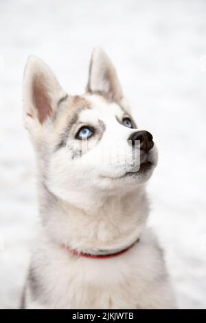 Ein Porträt eines blauäugigen sibirischen Husky-Welpen, der vor einem weißen Schneehintergrund aufschaut Stockfoto