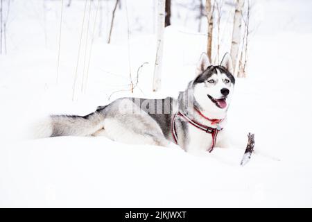 Ein sibirischer Husky mit einem Stock im Winter Stockfoto