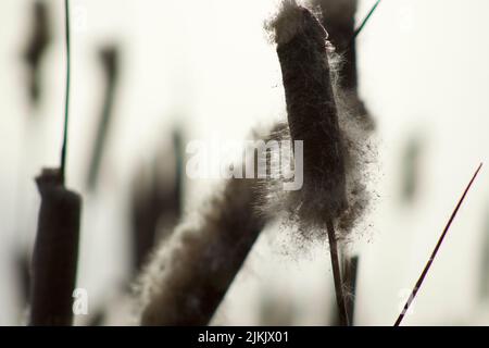 Eine Nahaufnahme einer Typha latifolia Pflanze mit Baumwollflaum auf verschwommenem Hintergrund Stockfoto