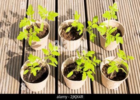 Kleine Tomatensämlinge in biologisch abbaubaren Torftöpfen auf einer Holzoberfläche. Stockfoto