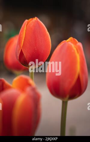 Ein selektiver Fokus von schönen roten Tulpen, die im Park wachsen Stockfoto