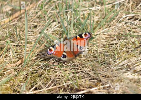 Eine Nahaufnahme eines winzigen Pfauenschmetterlings, der auf getrocknetem Gras in Bayern, Deutschland, thront Stockfoto