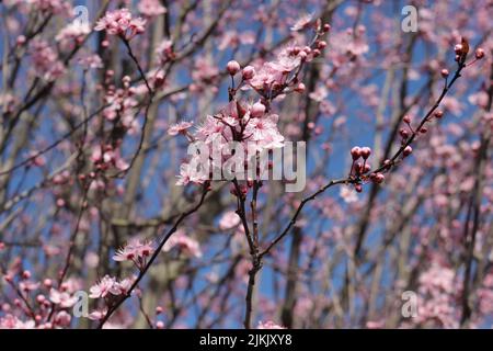 Eine Nahaufnahme des Frühlingsbaums in Bayern Stockfoto