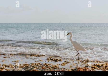 Ein Blick auf einen weißen einsamen Schneegreiher, der am schlammigen Strand steht Stockfoto