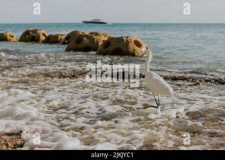 Ein einsamer Schneegreiher (Egretta thula), der am Strand steht Stockfoto