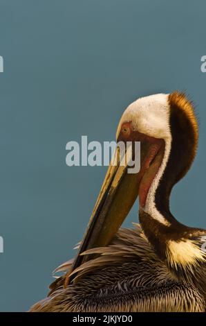 Tourismus und Vogelbeobachtung in San Diego, Kalifornien - Brown Pelican (Pelecanus occidentalis), La Jolla, Kalifornien, USA Stockfoto