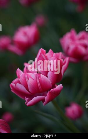 Ein vertikaler, flacher Fokus selektiver Schuss einer rosa Doppeltulpenblume Stockfoto