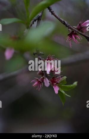 Eine vertikale, flache Fokusaufnahme der Nektarinbaumblüte Stockfoto