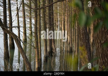Ein Foto von hohen Baumstämmen in einem Wald Stockfoto