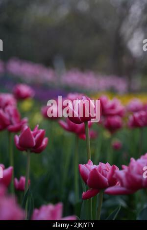 Eine vertikale, flache Fokusaufnahme von rosa Doppeltulpenblüten Stockfoto