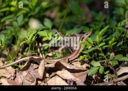Eine Nahaufnahme eines gemeinsamen Gartenskinks (Lampropholis guichenoti), auch bekannt als die Penny Eidechse Stockfoto