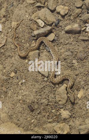 Eine vertikale Aufnahme einer viperine-Schlange auf Mallorca, Spanien Stockfoto