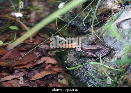 Nahaufnahme eines Frosches in der Natur auf Mallorca, Spanien Stockfoto