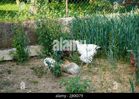 Ein Schuss von mehreren Hühnern im Freien in einem Garten umgeben von grünen Pflanzen Stockfoto