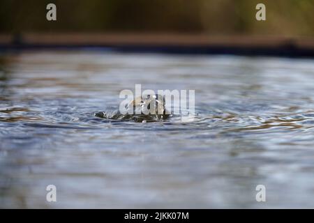 Eine Auswahl an sprudelndem Wasser eines Brunnens Stockfoto