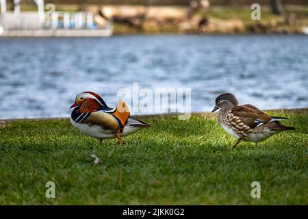 Eine flache Aufnahme von zwei Mandarin Ducks, die auf dem Gras nahe der Küste spazieren Stockfoto